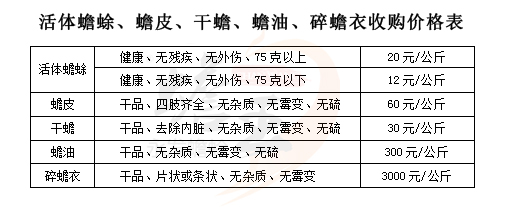 癞蛤蟆养殖技术 养殖癞蛤蟆能有多大经济效益？能挣多少钱？