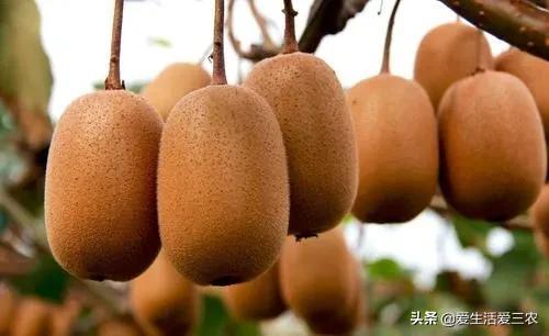 种植新手致富项目_致富好项目种植_致富新手种植项目有哪些
