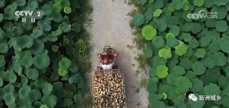 宜宾种植致富思路_宜宾致富石材_宜宾江北致富路