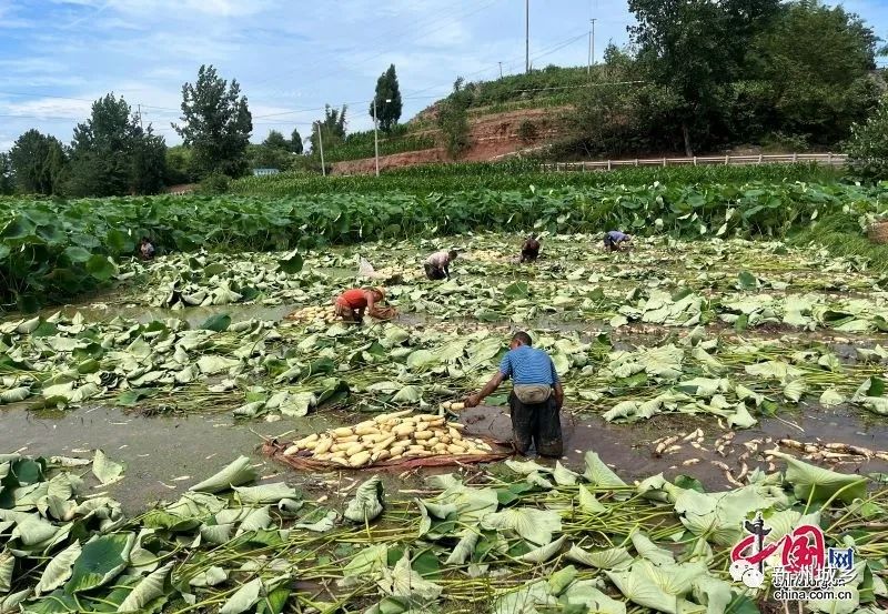 宜宾江北致富路_宜宾致富石材_宜宾种植致富思路