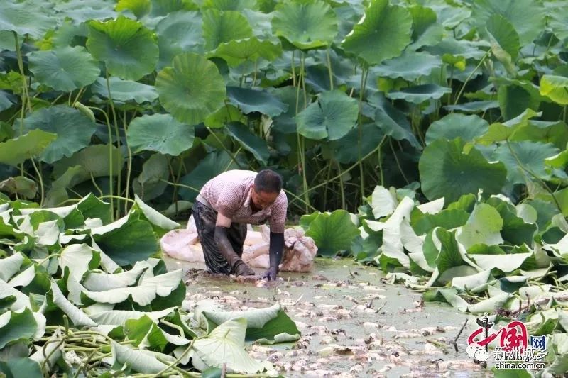 宜宾种植致富思路_宜宾江北致富路_宜宾致富石材