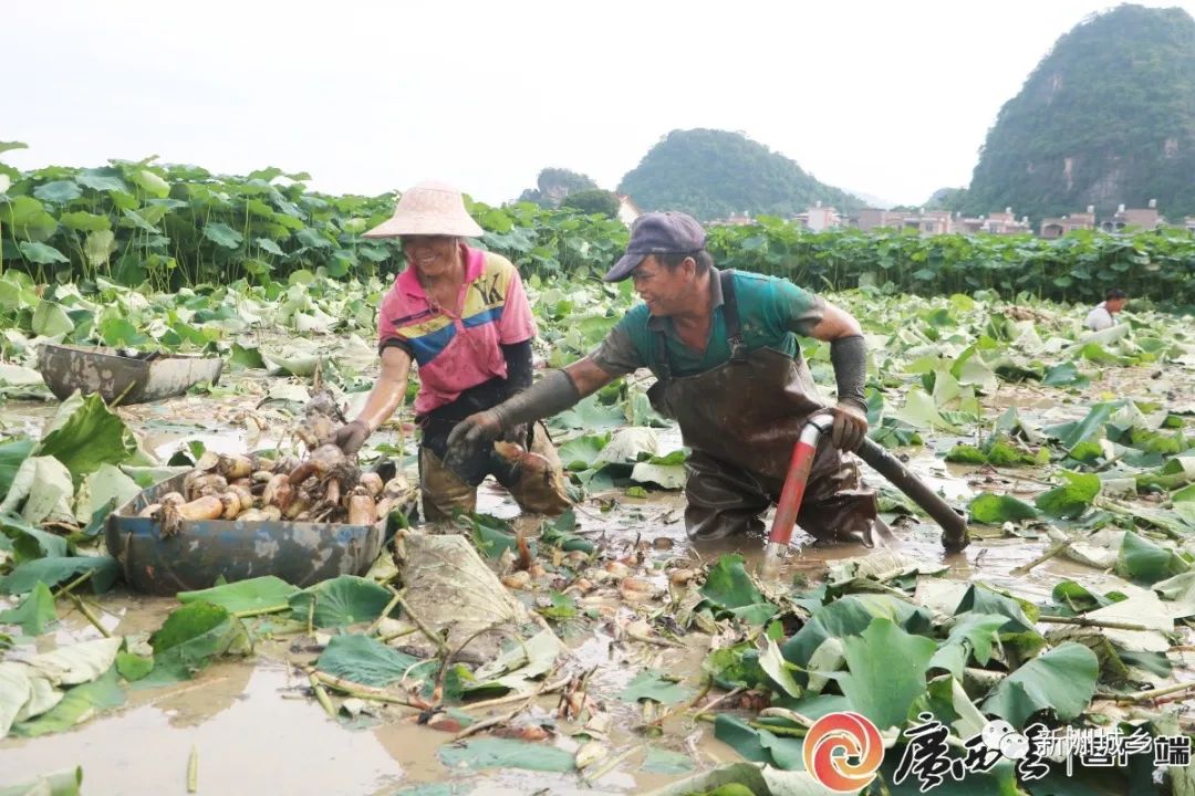 宜宾致富石材_宜宾江北致富路_宜宾种植致富思路