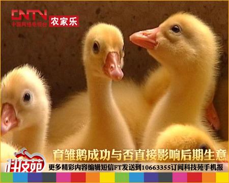[科技苑]高架床上养雏鹅(2011.1.7)