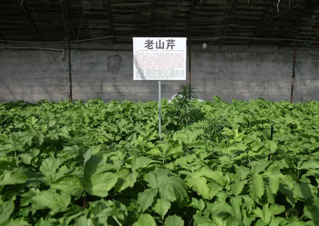 野菜致富经_种野菜致富_致富经野菜