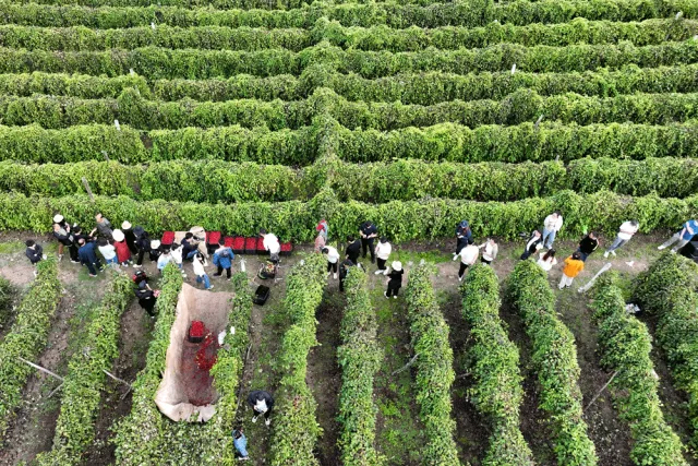 种野菜致富_野菜致富经_致富经野菜