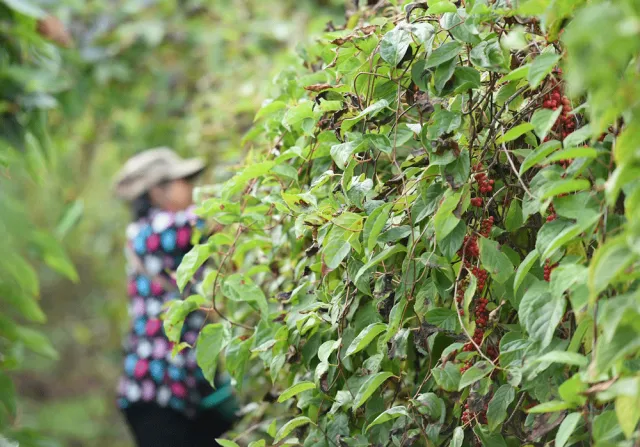 野菜致富经_种野菜致富_致富经野菜