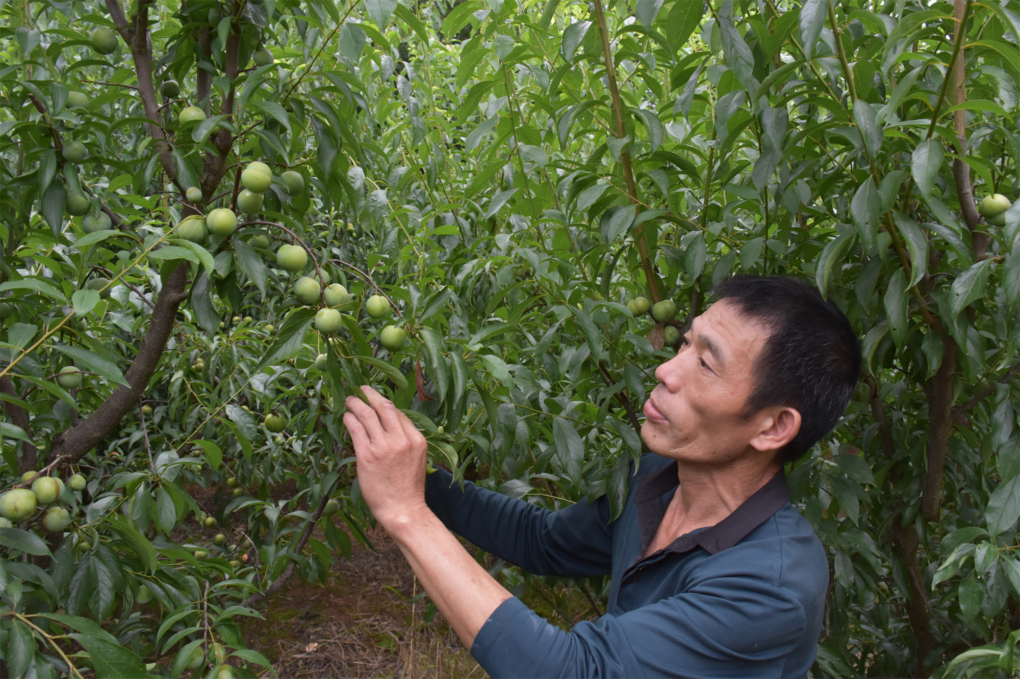 致富水果种植基地有哪些_水果基地种植致富_大型水果种植基地