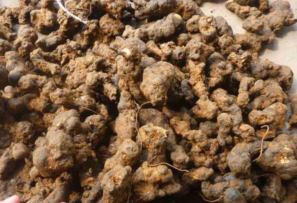 种植猪苓赚钱吗?2017年猪苓种植成本效益分析
