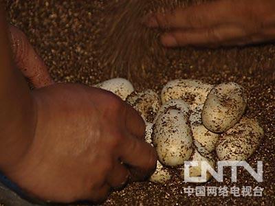 重庆养蛇大王致富经_致富经养蛇_致富经养蛇视频