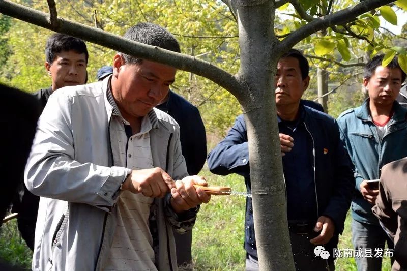 农村核桃种植致富_农村种植核桃有没有补贴政策_致富核桃种植农村有补贴吗