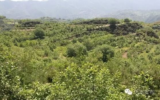 农村种植核桃有没有补贴政策_农村核桃种植致富_致富核桃种植农村有补贴吗