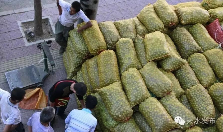 农村核桃种植致富_农村种植核桃有没有补贴政策_致富核桃种植农村有补贴吗