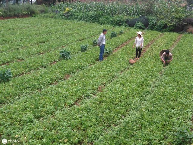 农民致富种植项目_未来农民种植什么致富_种植致富业