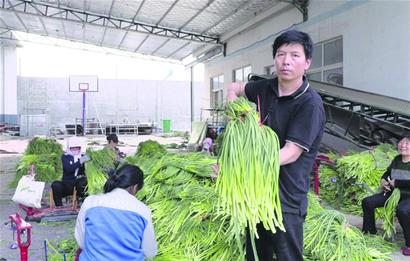 储存大姜赚钱吗_致富经大姜储存_致富经生姜种植