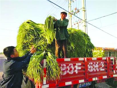 储存大姜赚钱吗_致富经大姜储存_致富经生姜种植