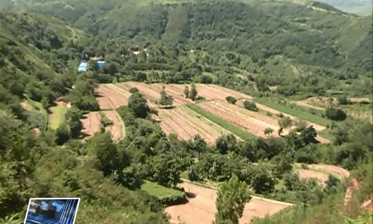 致富核桃种植农村图片大全_致富核桃种植农村有补贴吗_农村核桃种植致富