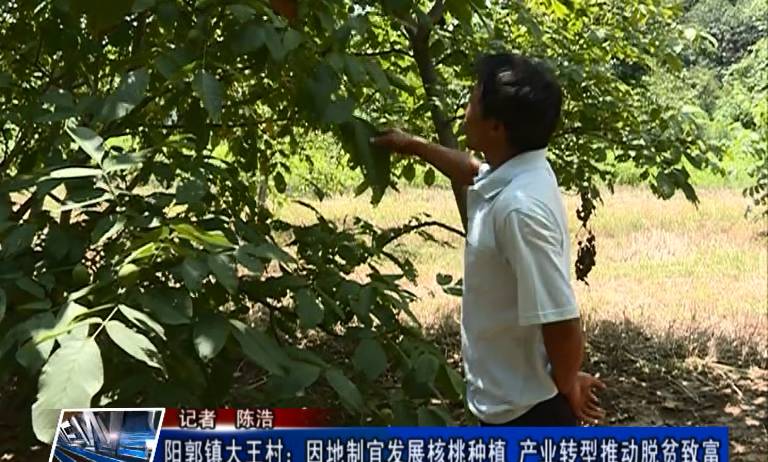 致富核桃种植农村图片大全_致富核桃种植农村有补贴吗_农村核桃种植致富