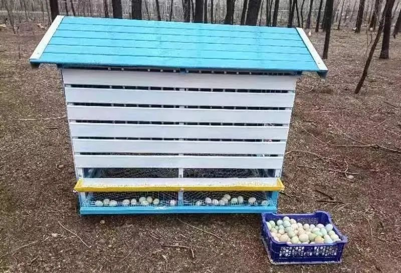 致富经生态养殖猪_致富养殖信息_生态养殖致富之路