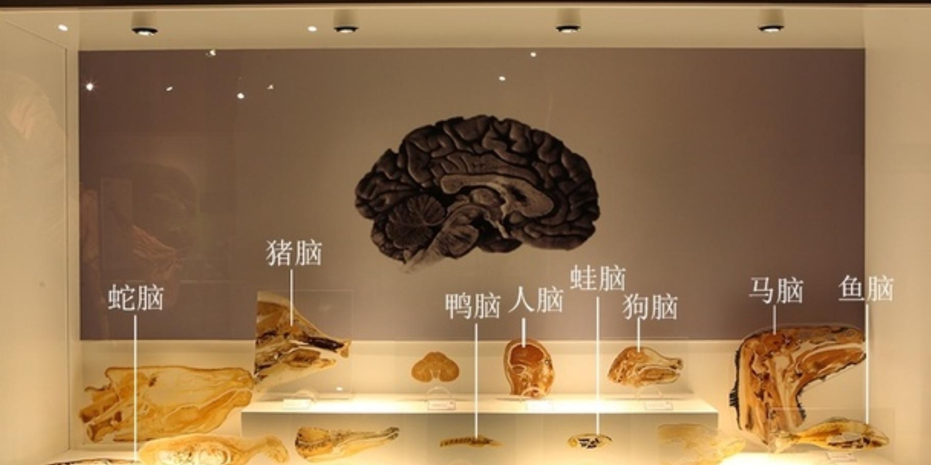 视频养殖蛇技术教程_养蛇技术视频大全集_蛇养殖技术视频