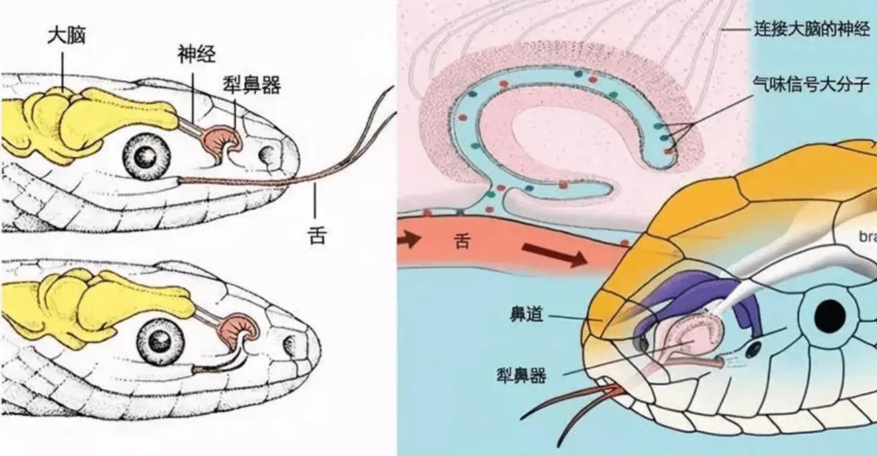 蛇养殖技术视频_养蛇技术视频大全集_视频养殖蛇技术教程