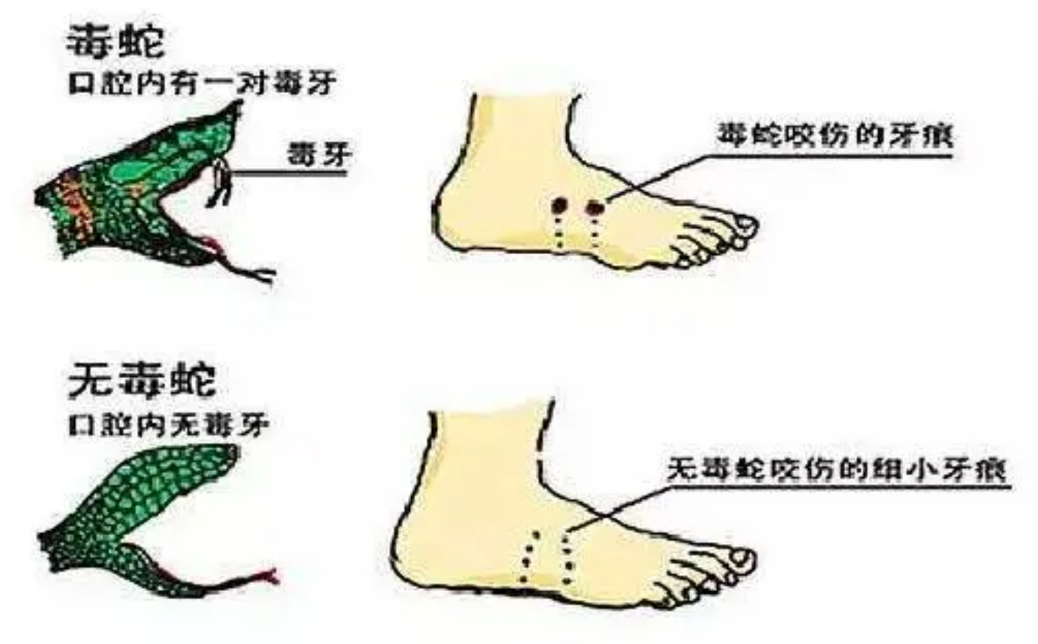 视频养殖蛇技术教程_养蛇技术视频大全集_蛇养殖技术视频