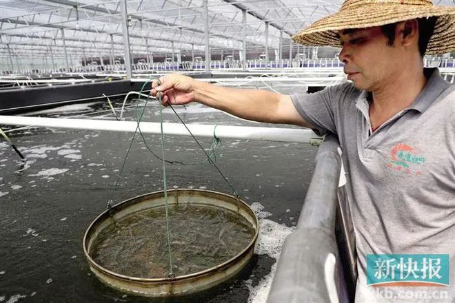 水产养殖大棚价格_水产养殖大棚多少钱一个平方_日本水产大棚养殖技术