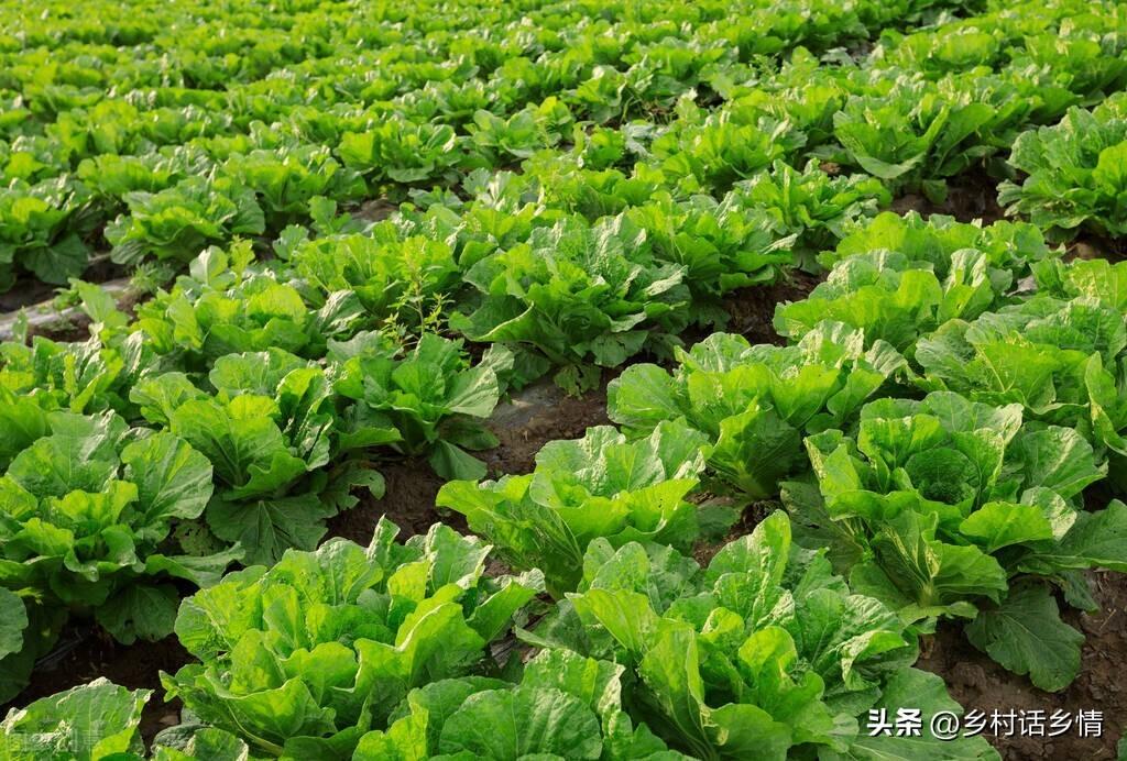白菜种植技术与管理视频教程_大白菜提前种植技术_白菜栽种技术视频