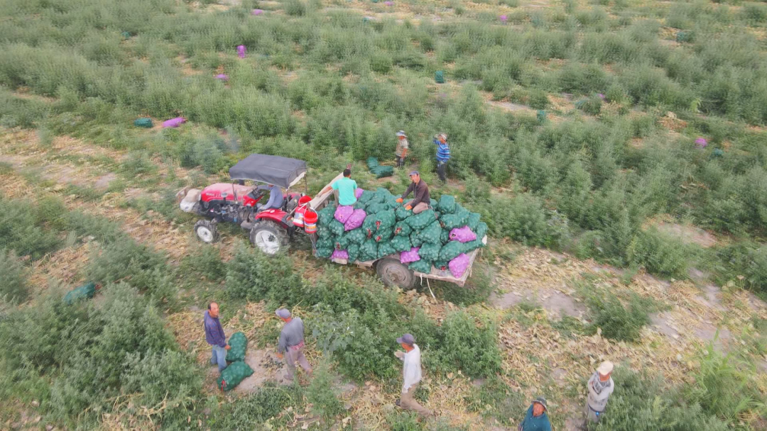 致富南瓜种植技术视频_南瓜种植利润怎么样_致富种植南瓜