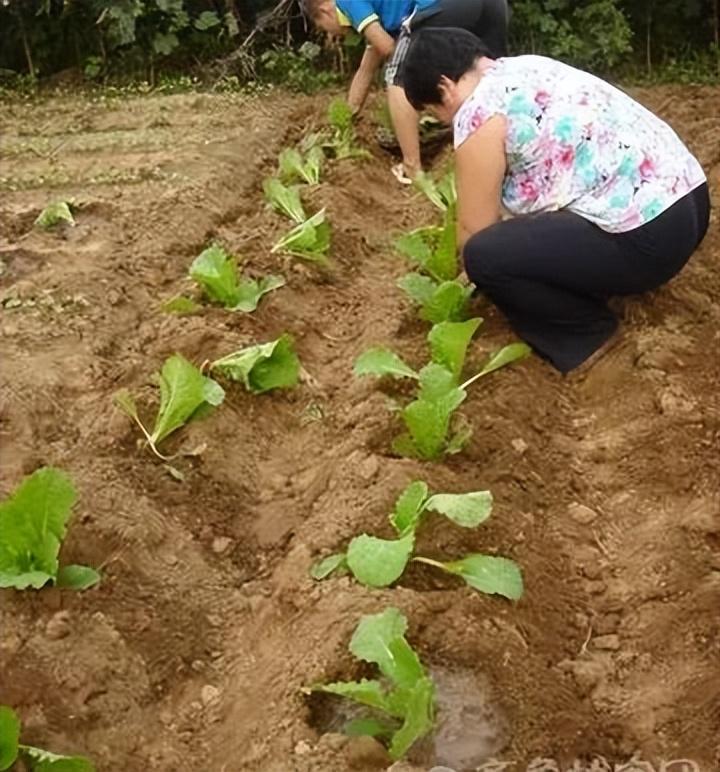 大白菜提前种植技术_白菜栽种技术视频_白菜种植技术与管理视频教程