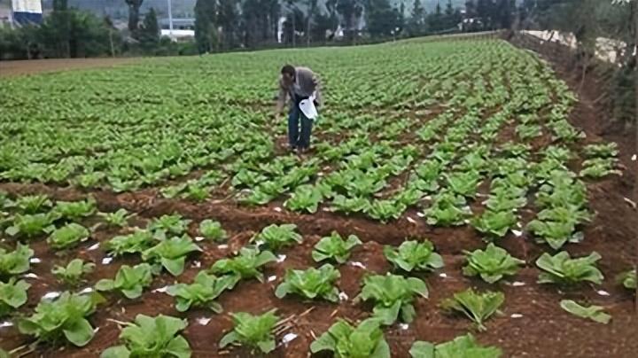 白菜种植技术与管理视频教程_白菜栽种技术视频_大白菜提前种植技术