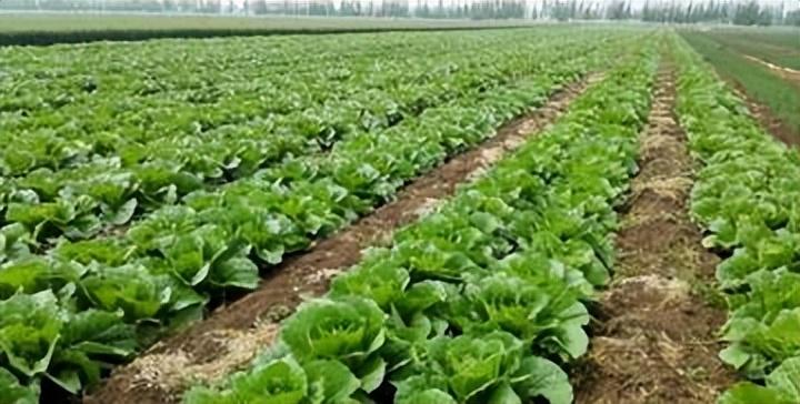 白菜种植技术与管理视频教程_大白菜提前种植技术_白菜栽种技术视频