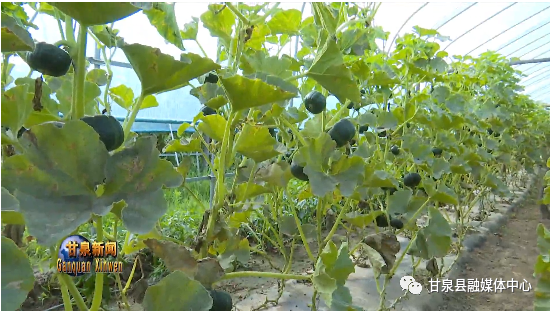 南瓜种植效益_致富南瓜种植技术视频_致富种植南瓜