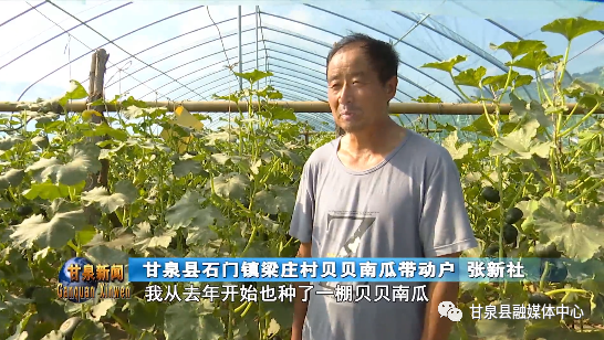 致富南瓜种植技术视频_致富种植南瓜_南瓜种植效益