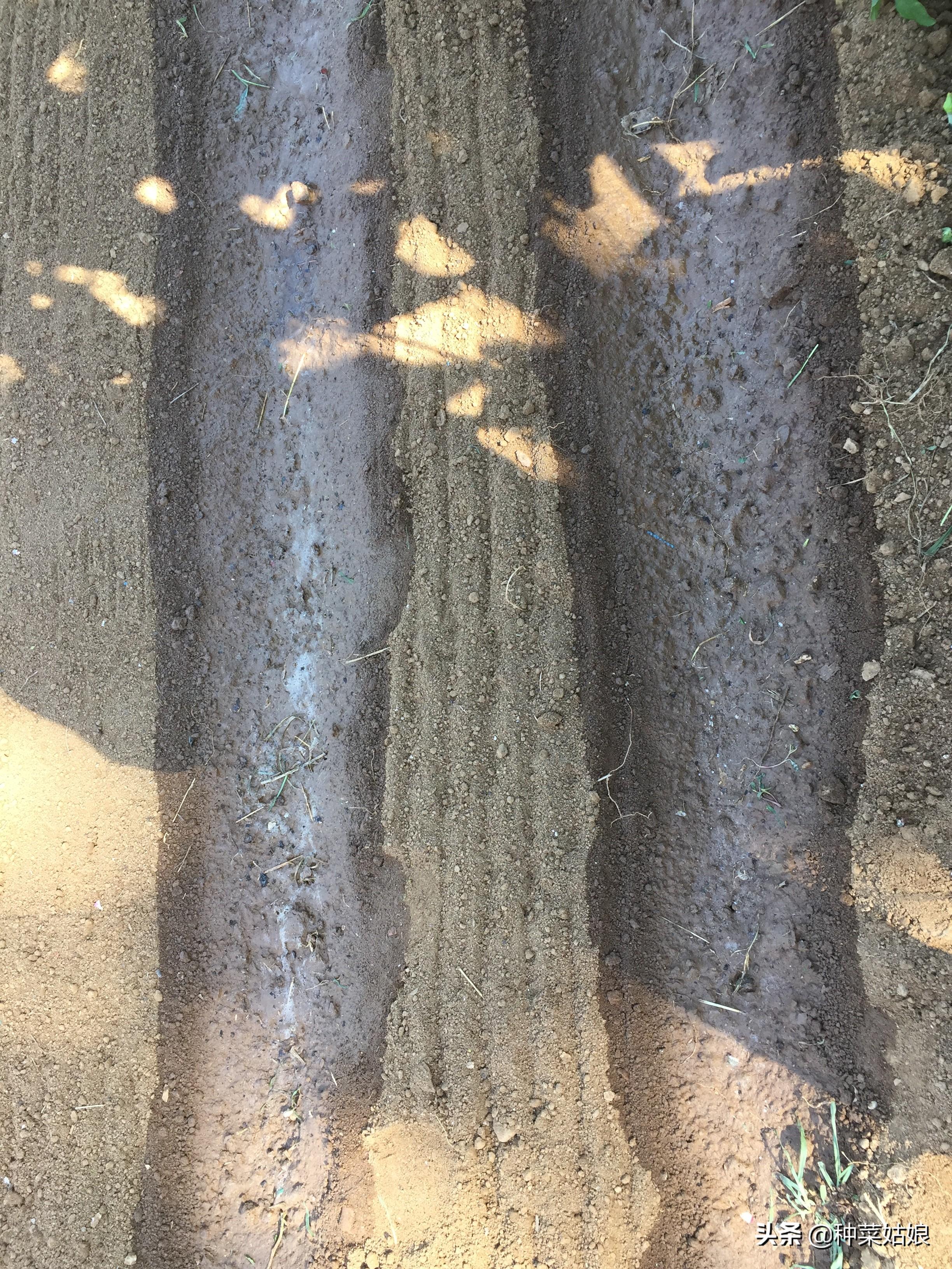 大白菜提前种植技术_白菜种法视频_白菜栽培技术