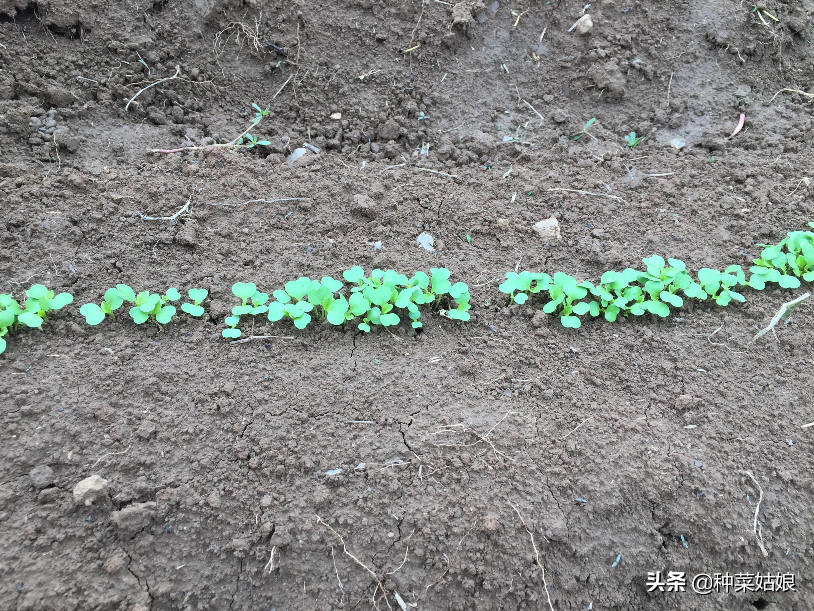 大白菜提前种植技术_白菜栽培技术_白菜种法视频