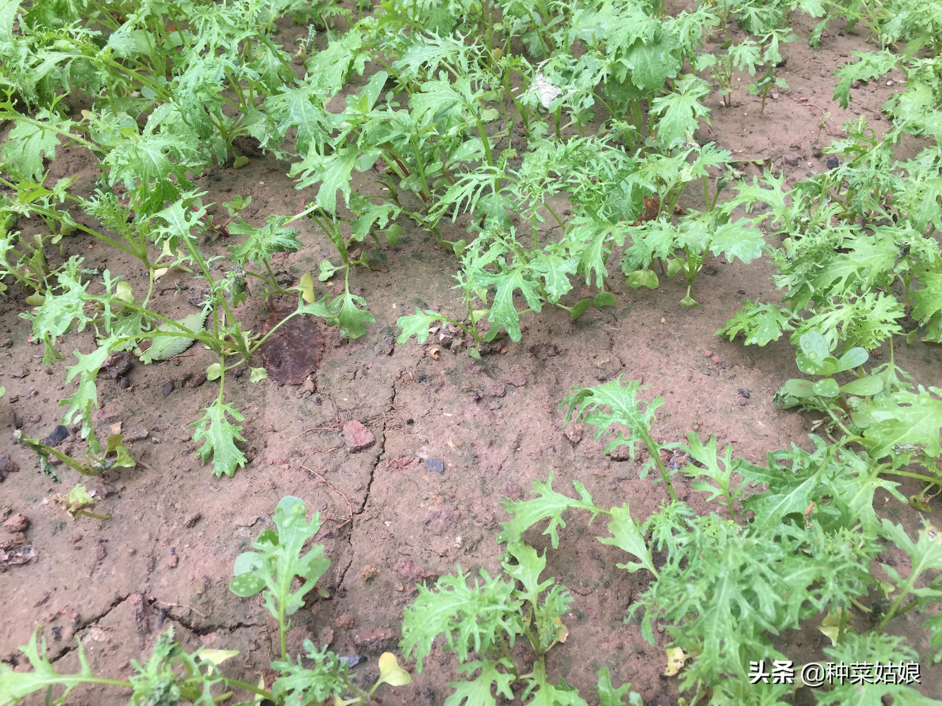 大白菜提前种植技术_白菜栽培技术_白菜种法视频