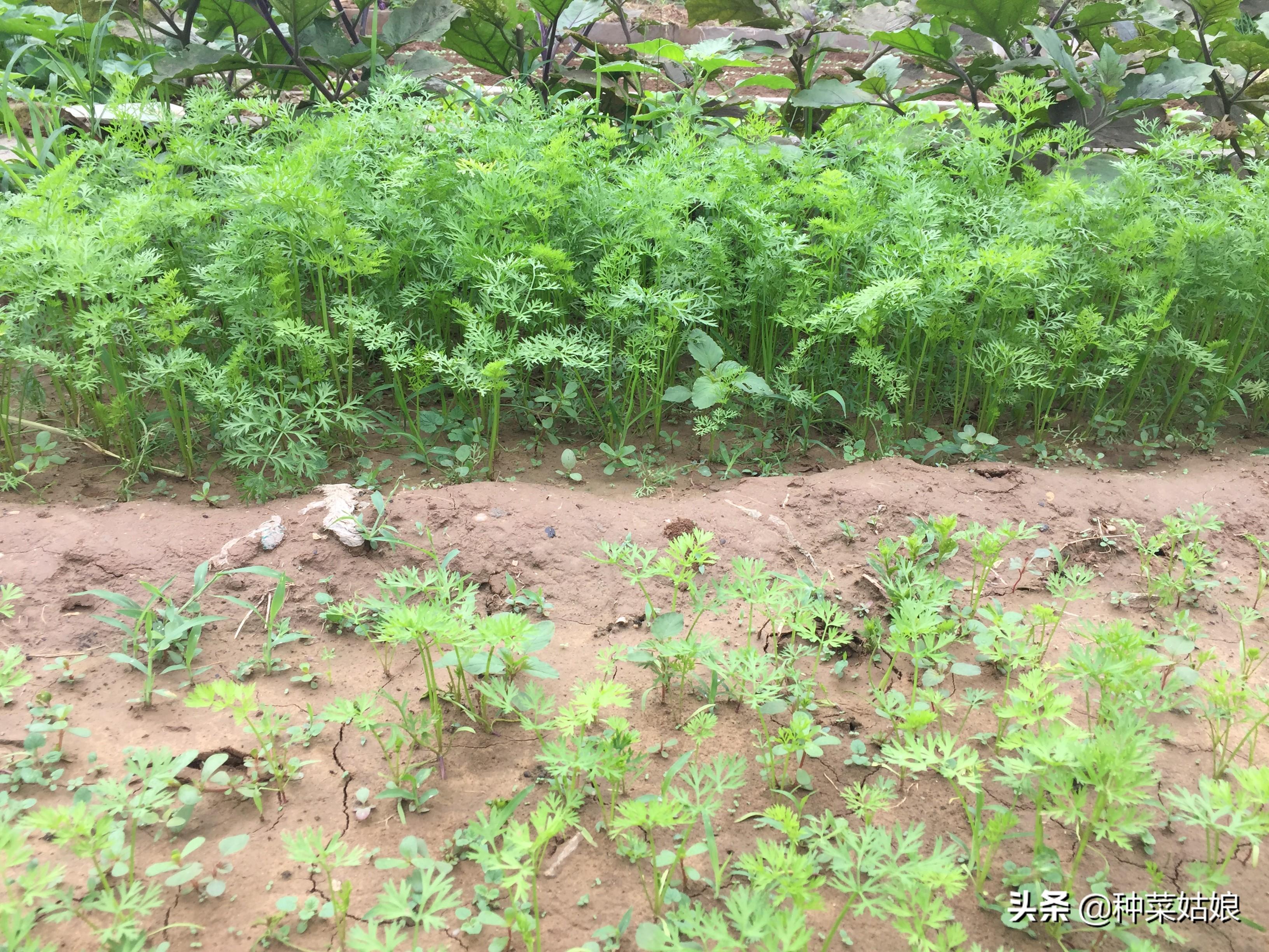 大白菜提前种植技术_白菜种法视频_白菜栽培技术