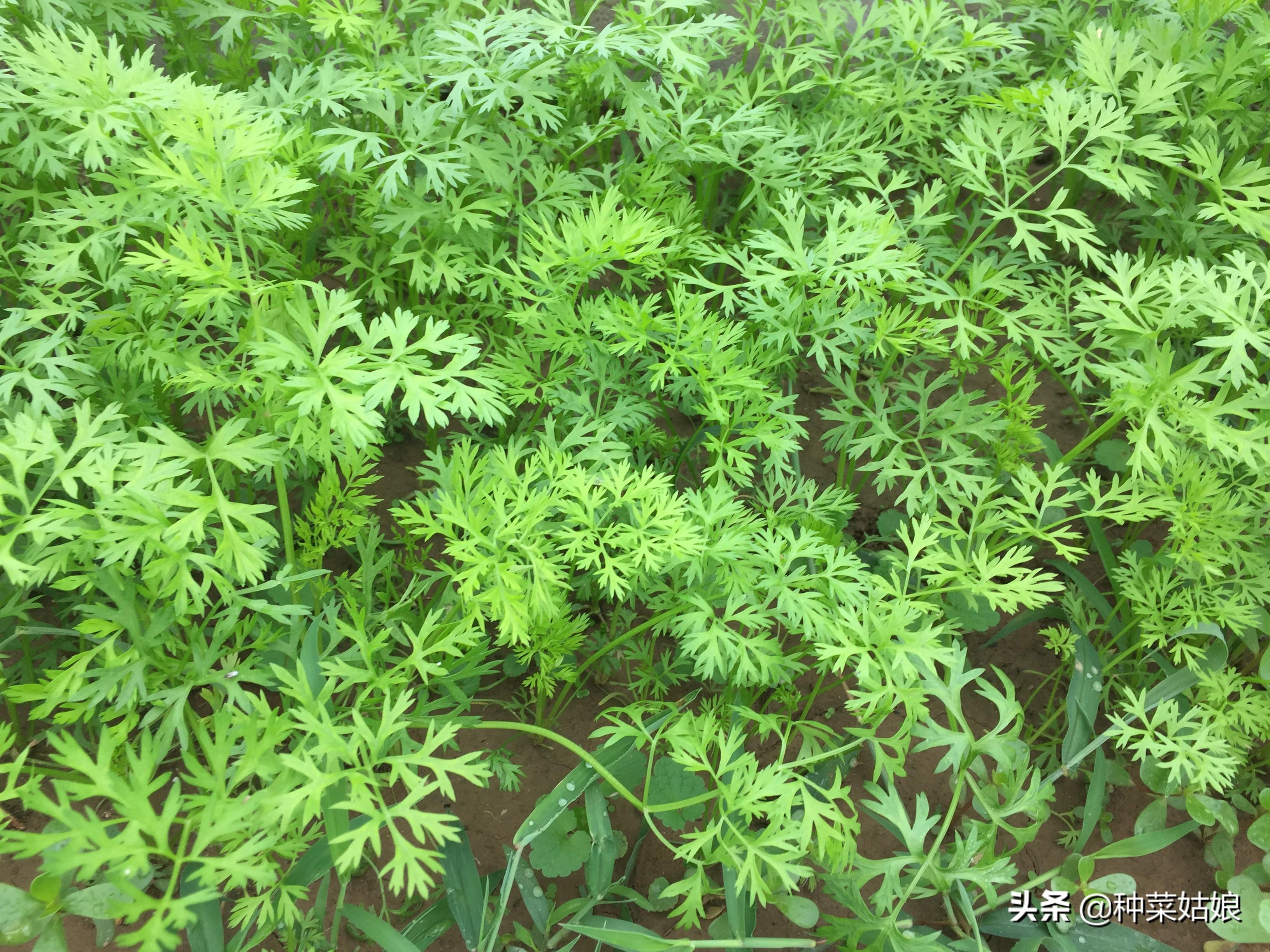 白菜栽培技术_大白菜提前种植技术_白菜种法视频
