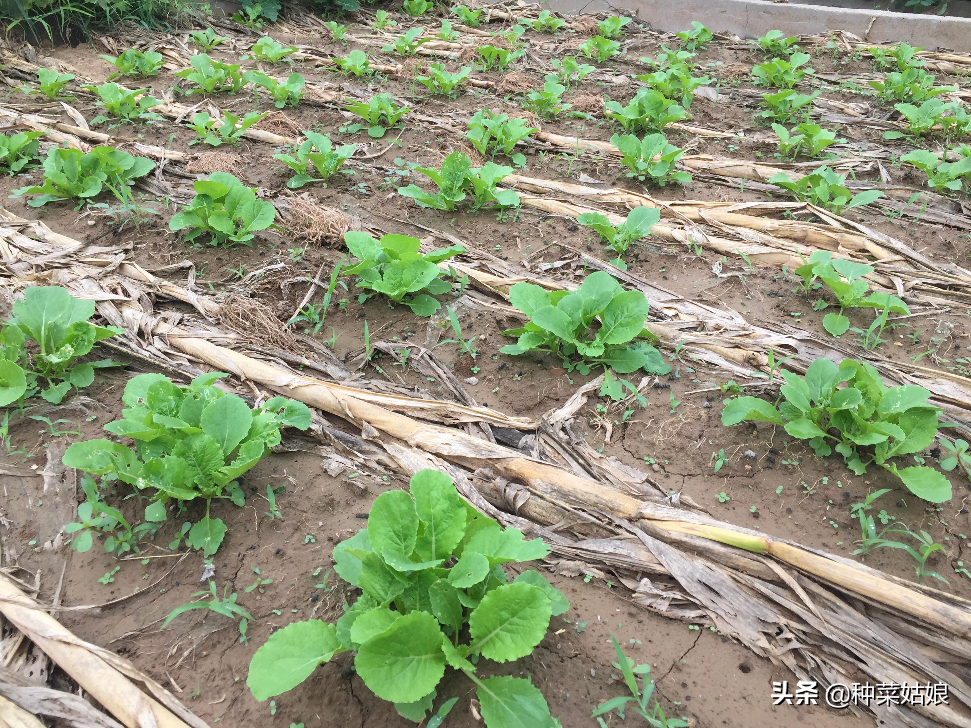 白菜种法视频_白菜栽培技术_大白菜提前种植技术