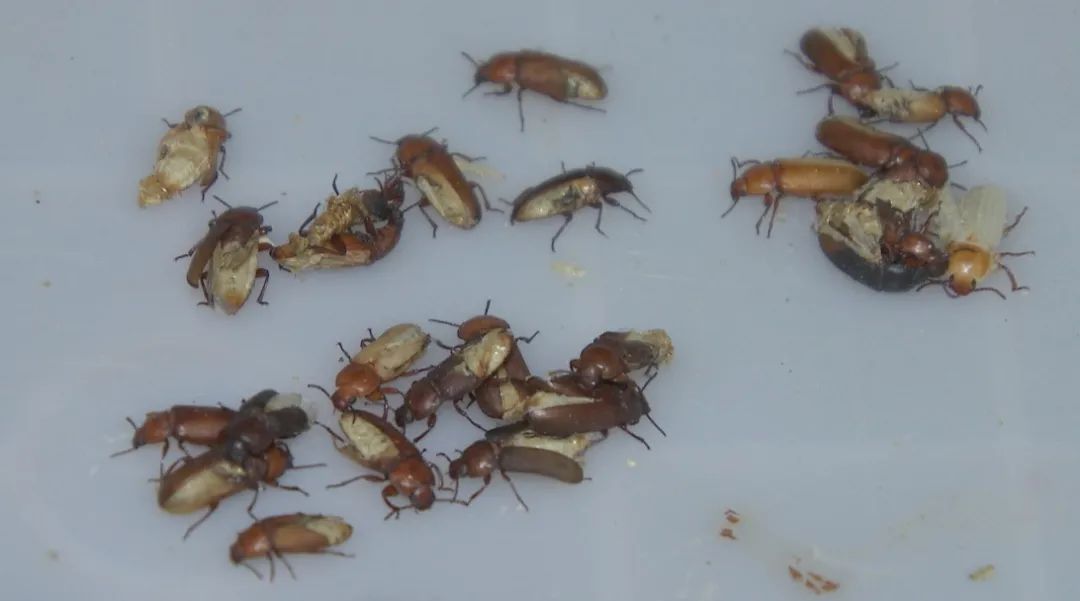 致富虫子养殖视频_养殖致富的虫子_致富经昆虫养殖