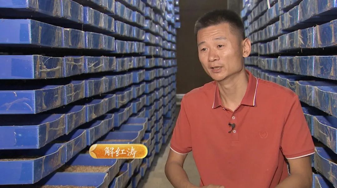 致富虫子养殖视频_致富经昆虫养殖_养殖致富的虫子