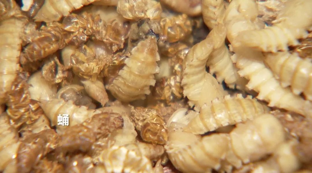 致富虫子养殖视频_致富经昆虫养殖_养殖致富的虫子