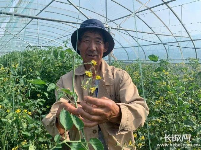 南瓜种植利润怎么样_致富经南瓜种植视频_致富种植南瓜