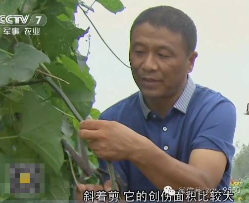 驻马店丝瓜水集团_驻马店丝瓜种植基地_驻马店丝瓜水致富经