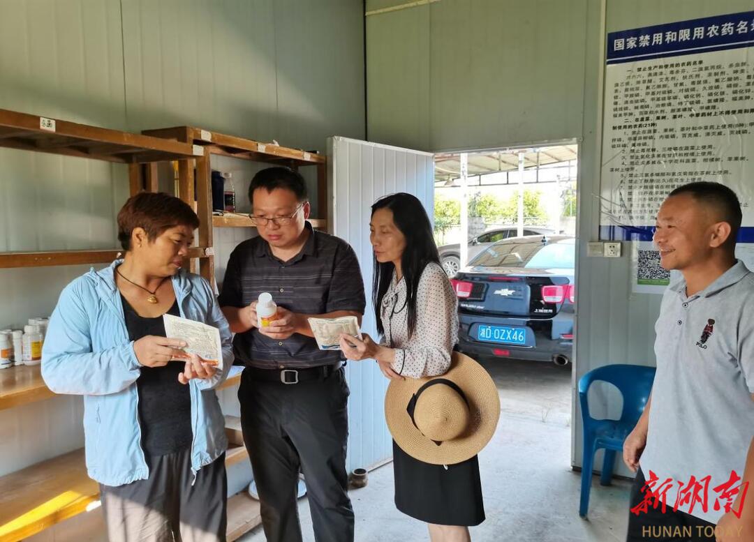 蒸湘区：盛夏水果丰收忙 乡村振兴产业旺