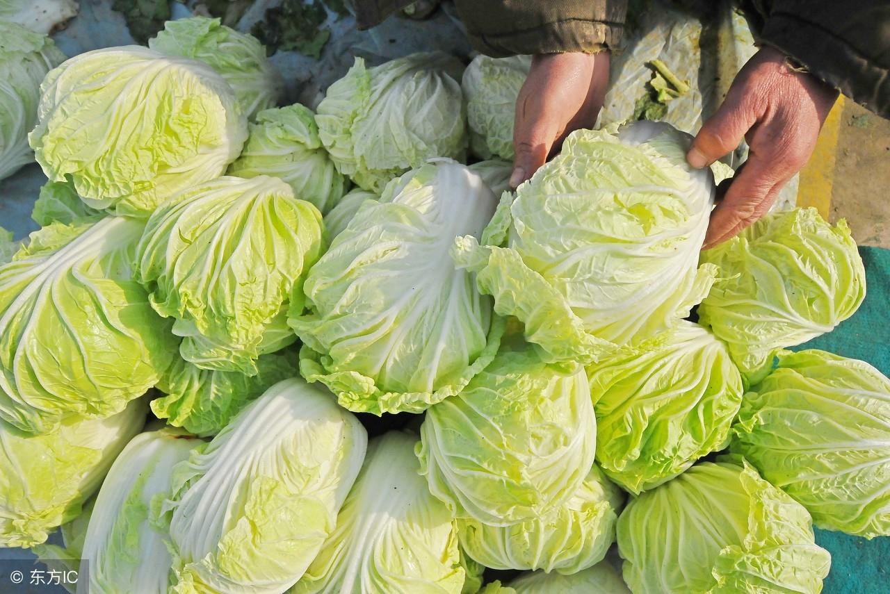 大白菜提前种植技术_白菜种植技术与管理视频教程_白菜种植方案