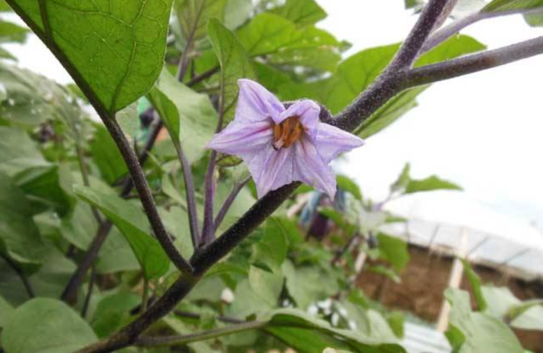 茄子温室栽培技术_温室茄子种植技术视频_温室茄子栽培管理技术