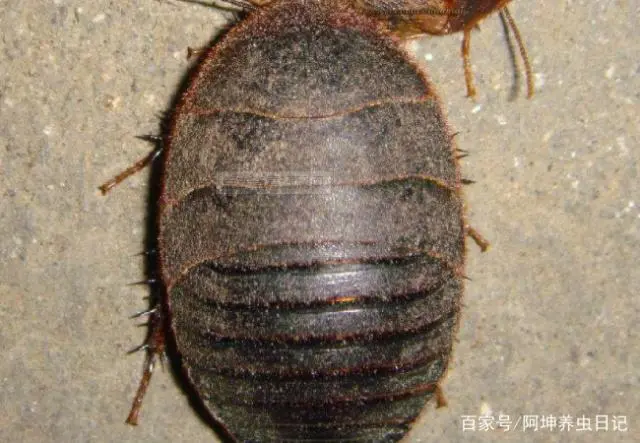 致富虫子养殖视频_致富经昆虫养殖_养殖致富的虫子