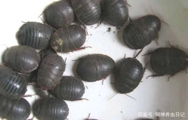 致富虫子养殖视频_养殖致富的虫子_致富经昆虫养殖