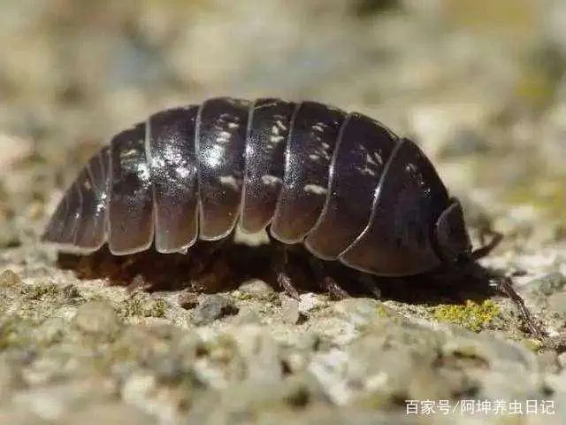 养殖致富的虫子_致富虫子养殖视频_致富经昆虫养殖